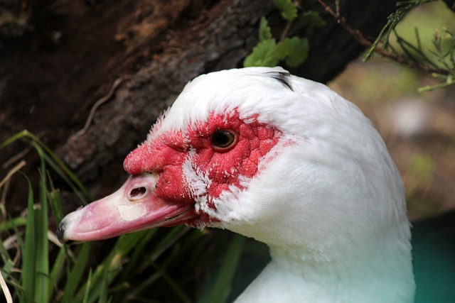 一旦球隊簽 一旦球隊簽